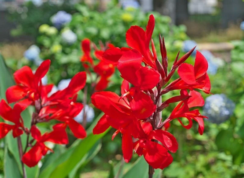 Pochodząca z ciepłego klimatu kanna nie może pozostać w gruncie na zimę