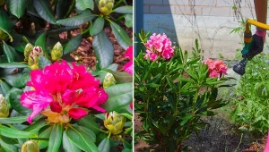 Rododendrony wymagają zabezpieczenia przed nadejściem mrozów.