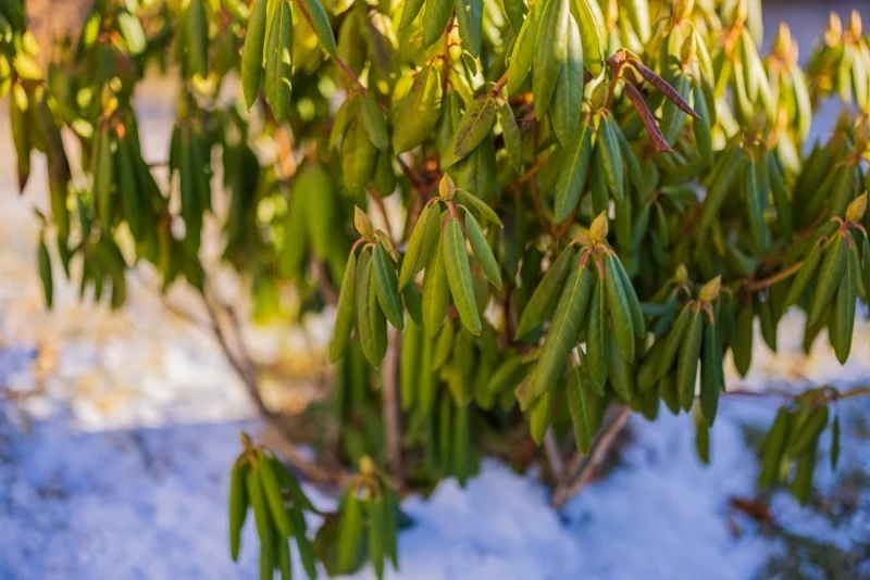 Rododendrony są narażone na utratę wody w trakcie zimy