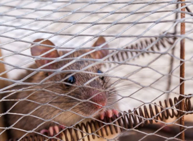 Myszy najlepiej pozbyć się w humanitarny sposób