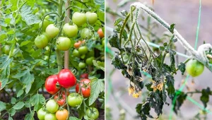 Czy pomidory po jesiennym przymrozku da się jeszcze uratować?