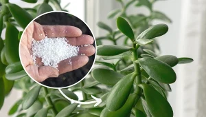 Twoje drzewko szczęścia zaczęło gubić liście? Sprawdź, jak go uratować.