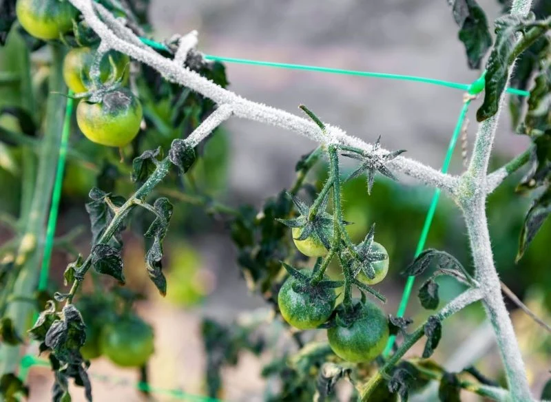 Objawy przemarznięcia pomidorów zauważysz gołym okiem