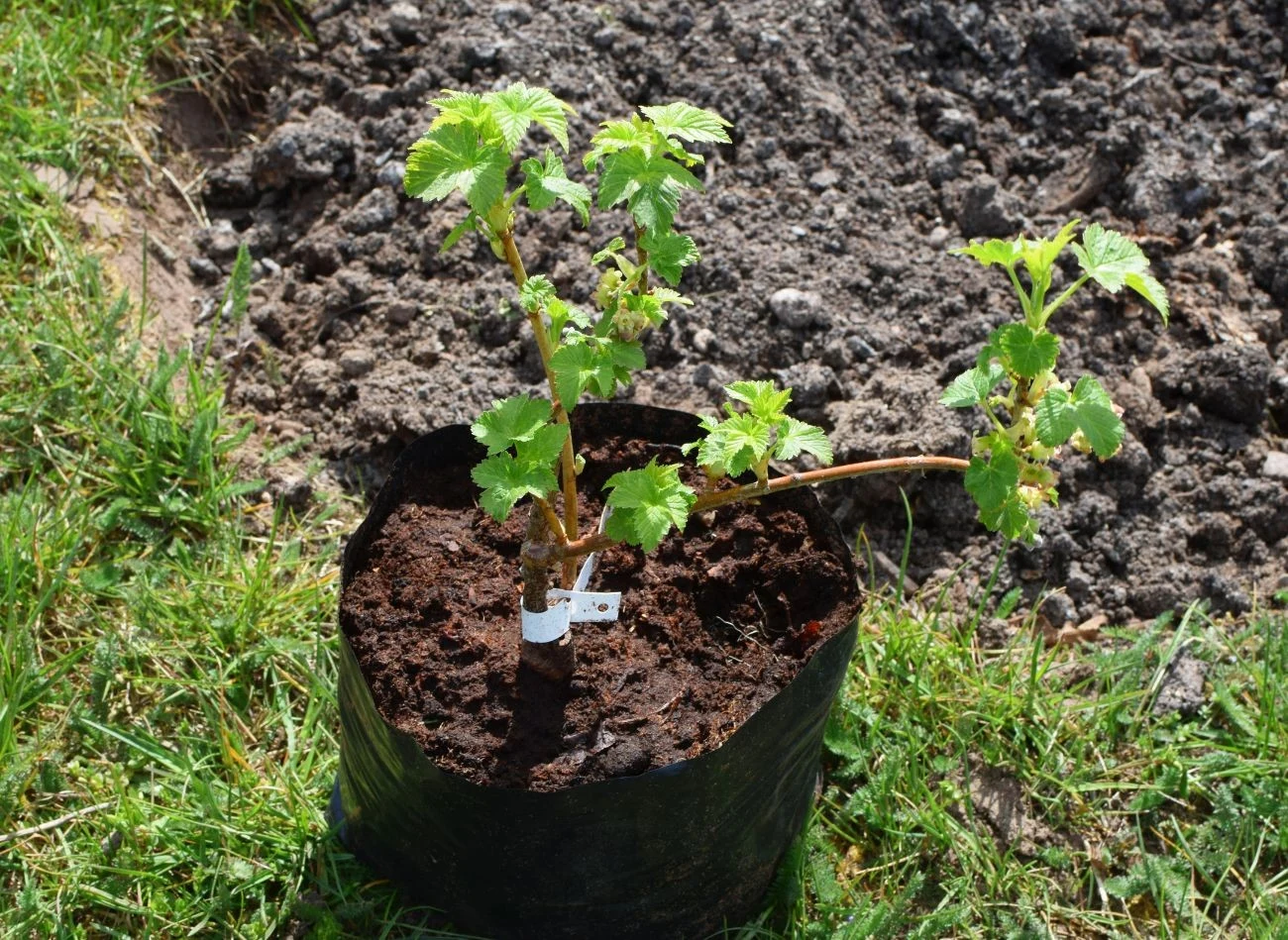 Po posadzeniu krzak porzeczki wymaga szczególnej pielęgnacji