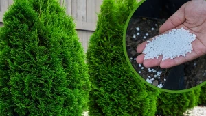 Tuje potrzebują nawożenia podobnie jak inne rośliny w ogrodzie.