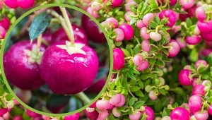 Lśniące owoce pernecji chilijskiej mogą być najpiękniejszą ozdobą jesiennego ogrodu.