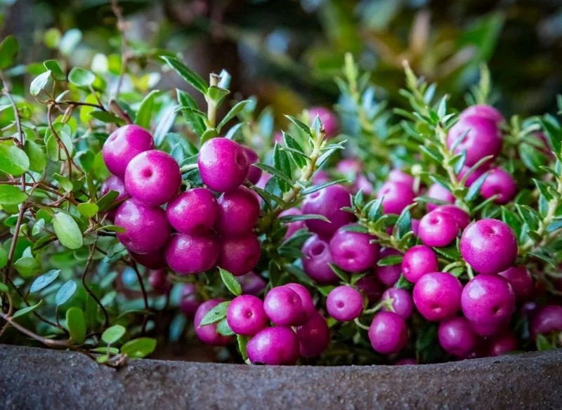 Pernecja chilijska owocuje we wrześniu i w październiku