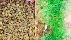 Aromat kopru może towarzyszyć nam przez całą zimę.