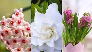 Poznaj TOP 10 najbardziej pachnących kwiatów do domu.