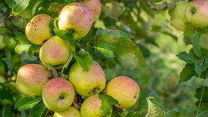 Jak skłonić jabłoń do owocowania co sezon? Sprawdź.