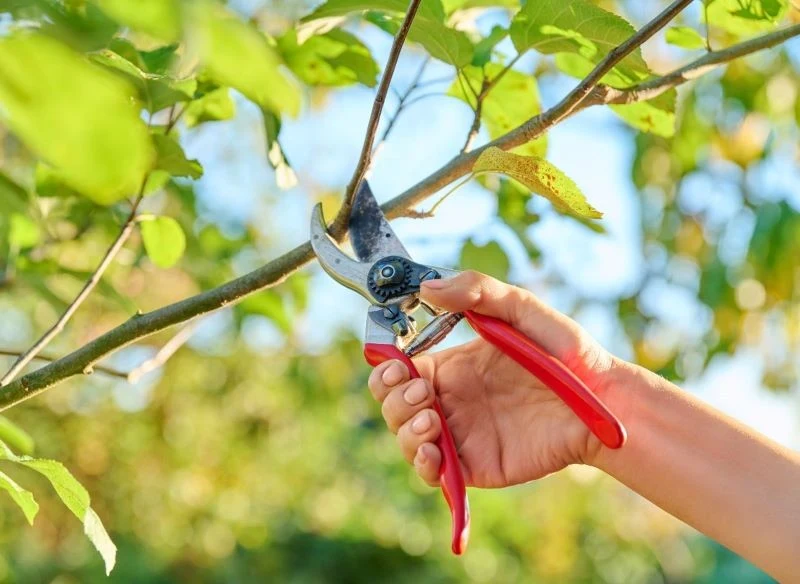 Niewłaściwe przycinanie jabłoni może być przyczyną jej nieregularnego owocowania