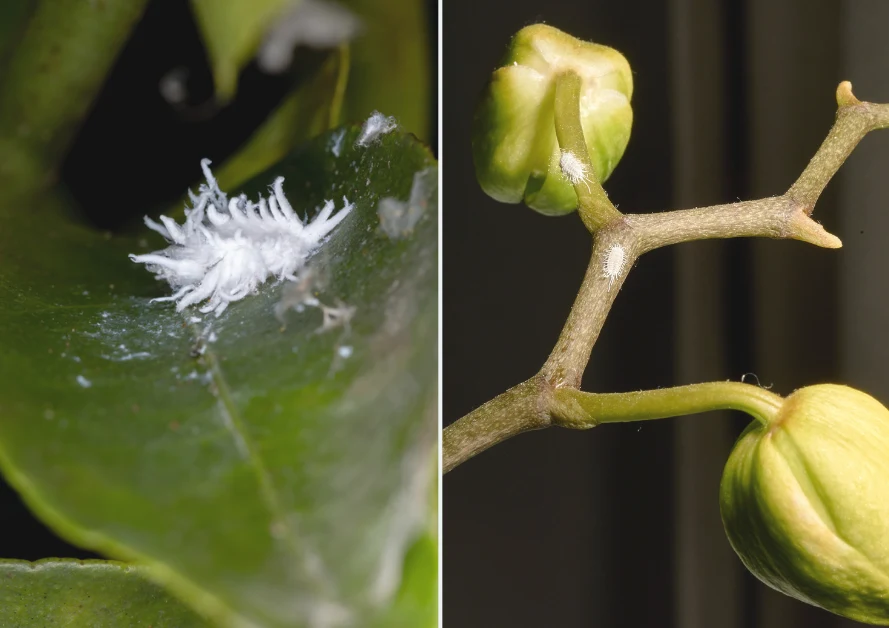 Na liściach storczyka pojawiła się miodowa rosa
