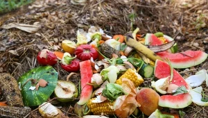 Kompostowanie bezpośrednie to nie tylko wygoda i oszczędność czasu.