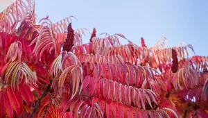 Sumak octowiec to ozdoba każdego ogrodu, zwłaszcza jesienią.