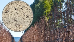 Winorośl nawozimy jesienią, po opadnięciu liści.