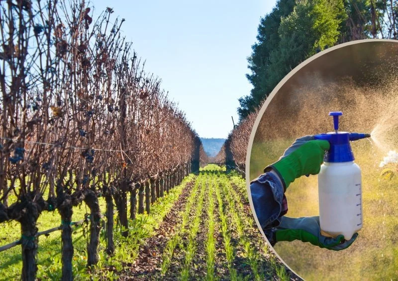 Winogrono opryskujemy po całkowitym opadnięciu liści.