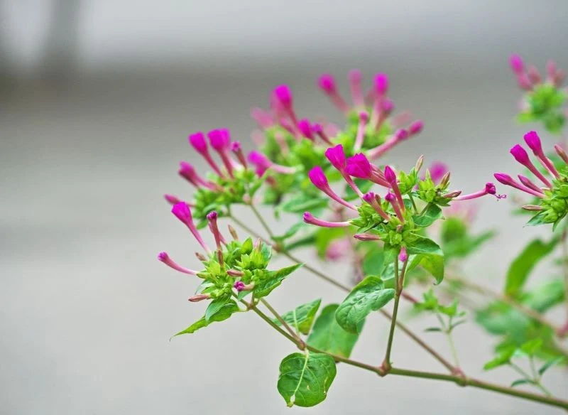 Dziwaczek nie chce otwierać swych barwnych kwiatów na słońce