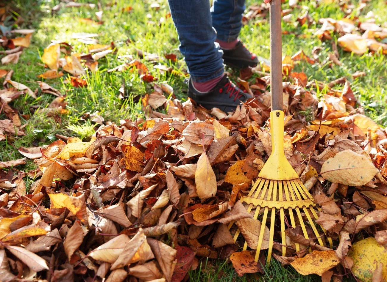 Grabienie liści w ogrodzie to jedna z prac, którą można zlecić. Ile kosztuje?