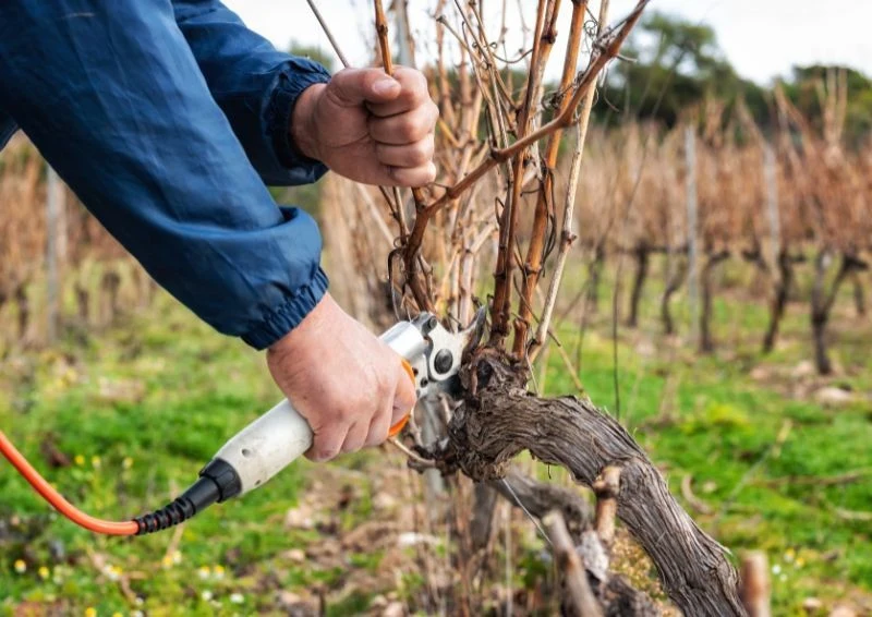 Jesienne przycinanie winorośli przeprowadza się po pierwszych przymrozkach.