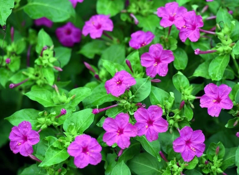 Dla dziwaczka znajdźmy słoneczne stanowisko w ogrodzie