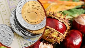 Na kasztanach może zarobić każdy, kto zbierze ich sporą ilość.