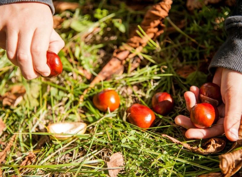 Do skupu możemy oddać wyłącznie zdrowe, nieuszkodzone kasztany