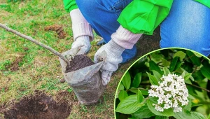 Kalina koralowa to piękny krzew, który może zdobić ogród również jesienią i zimą.