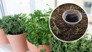 Miniogródek z ziołami na parapecie stworzysz w kilku prostych krokach. Fot. CanvaPro, YouTube.com