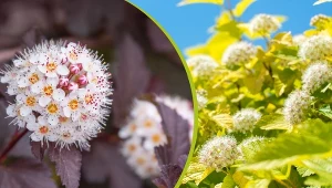 Liście pęcherznicy kalinolistnej mogą mieć kolor od żółtego do fioletowego.