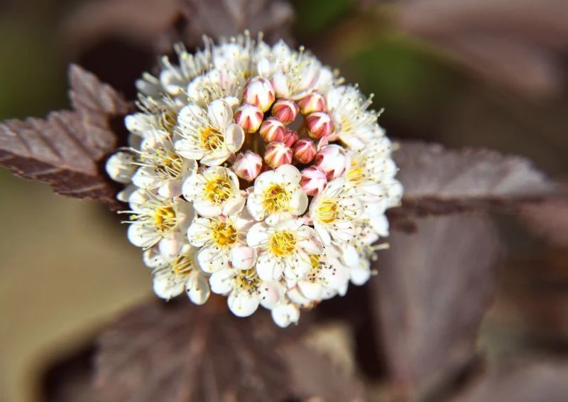Pęcherznica kalinolistna kwitnie w maju i w czerwcu