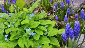 Szafirki w piękny sposób zwiastują wiosnę w ogrodzie.