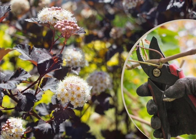 Przycinanie pęcherznicy należy przeprowadzać co roku