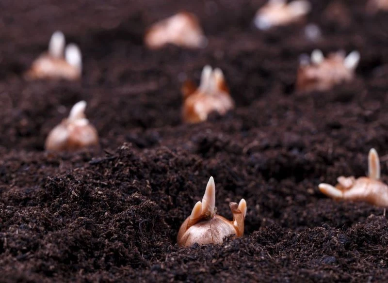 Szafirki sadzimy w gruncie wczesną jesienią