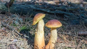 Borowik amerykański to jadalny i bardzo smaczny grzyb, który pojawił się niedawno w polskich lasach.