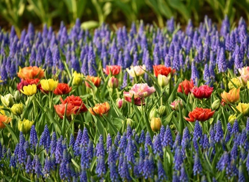 Szafirki wyglądają zjawiskowo w towarzystwie innych roślin kwitnących