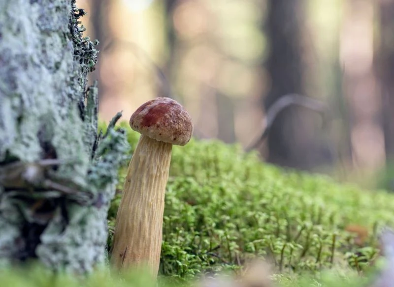 Borowika amerykańskiego łatwo rozpoznać po smukłym, żłobionym trzonie