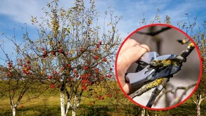 Odpowiednie zabezpieczenie drzew owocowych przez zimą, chroni nie tylko przed przemrożeniem, ale i szkodnikami.