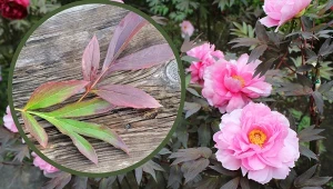 Jesienna pielęgnacja piwonii. Jak odróżnić chorobę piwonii od przebarwienia liści jesienią?