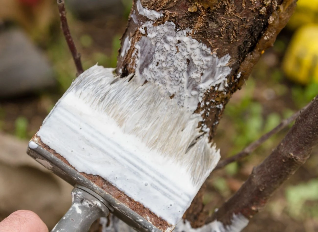 Bielenie drzew to ważny zabieg przed zimą