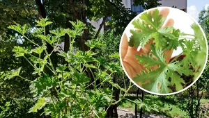 Aginka to roślina, która ma nie tylko walory ozdobne. Jej liście posiadają właściwości lecznicze