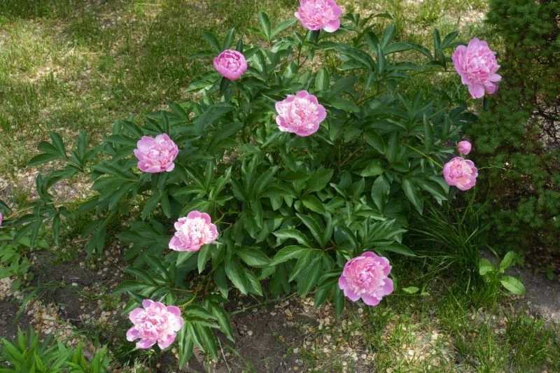 Chcesz, żeby piwonia obficie kwitła