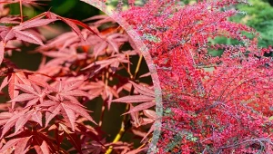 Krzewy i drzewa o czerwonych liściach najpiękniej prezentują się w jesiennej szacie.