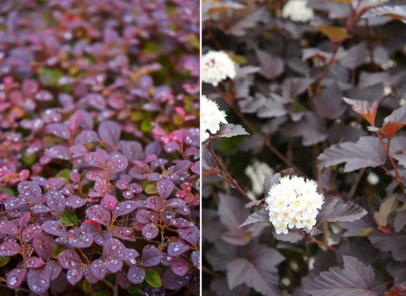 Berberys Thunberga 'Red Chief' i Pęcherznica kalinolistna 'Diabolo' wprowadzą kolor do każdego ogrodu