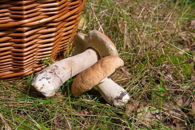 Uprawa borowików na parapecie nie jest trudnym zadaniem