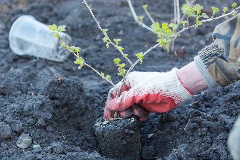 W październiku warto pomyśleć o sadzeniu drzew i krzewów owocowych