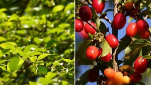 Dereń jadalny doskonale nadaje się na żywopłot.