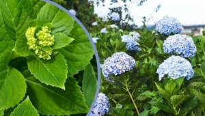 Na co zwrócić uwagę podczas kupowania hortensji do jesiennego sadzenia?