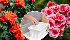 Poznaj najlepszy sposób na przezimowanie pelargonii i begonii.