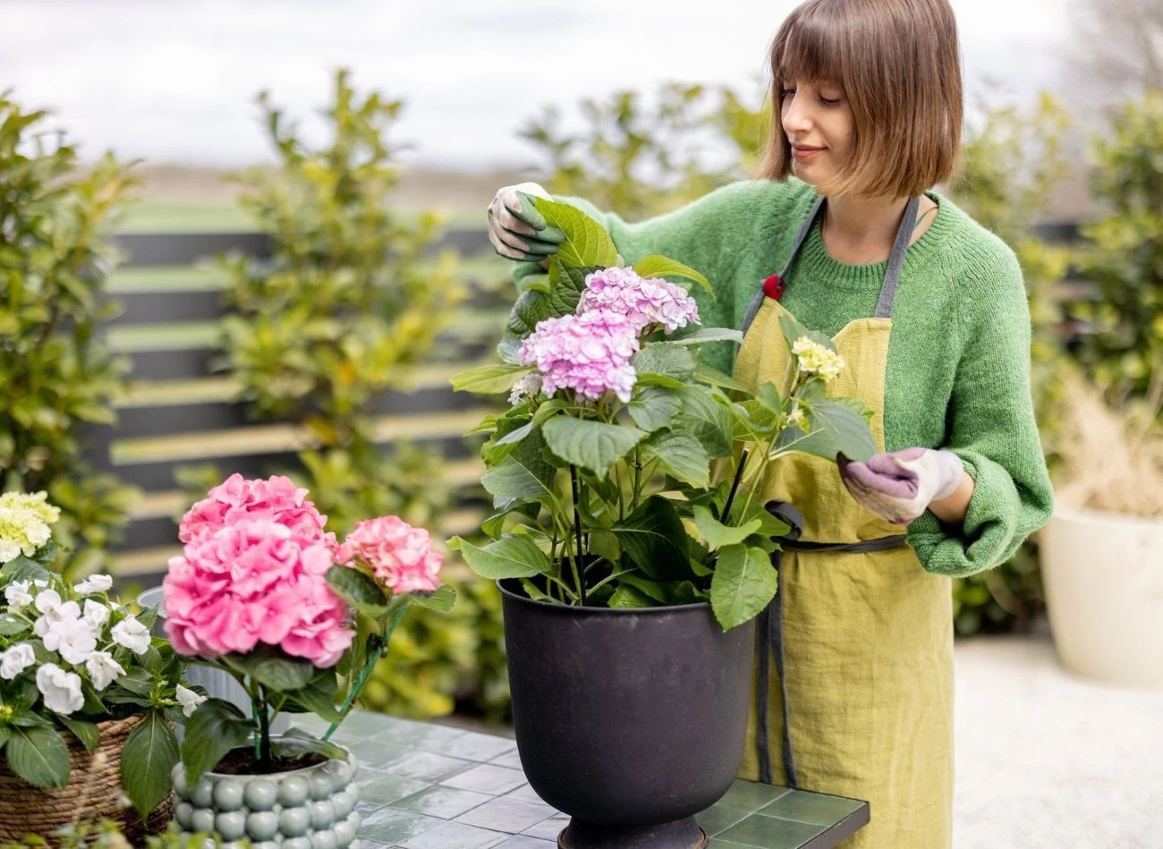Przy zakupie hortensji, zwracamy uwagę na jędrność liści