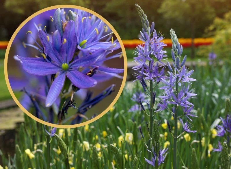 Kamasje kwitną na fioletowo, niebiesko lub biało